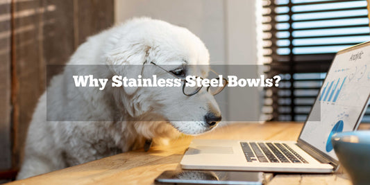 Why use stainless steel pet bowls?