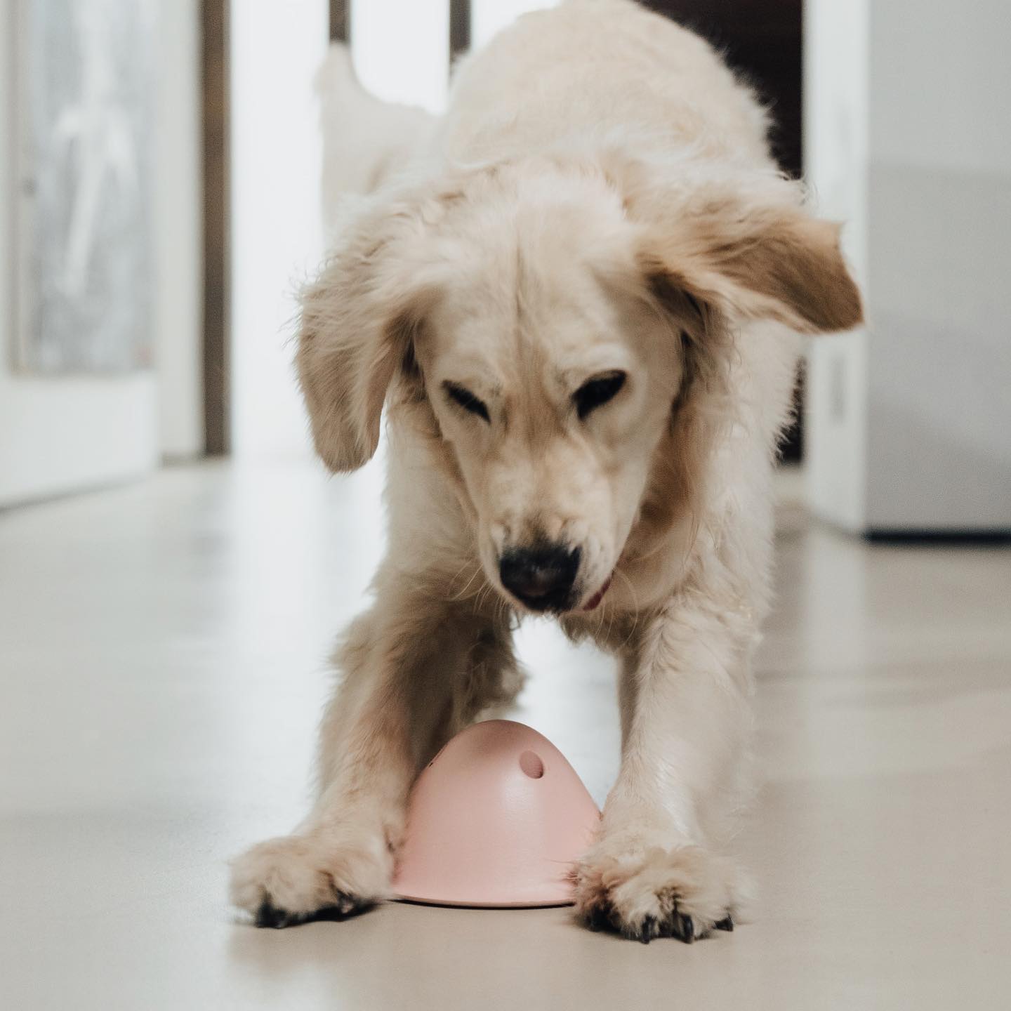 Reusable Food Dispensing Dog Toy