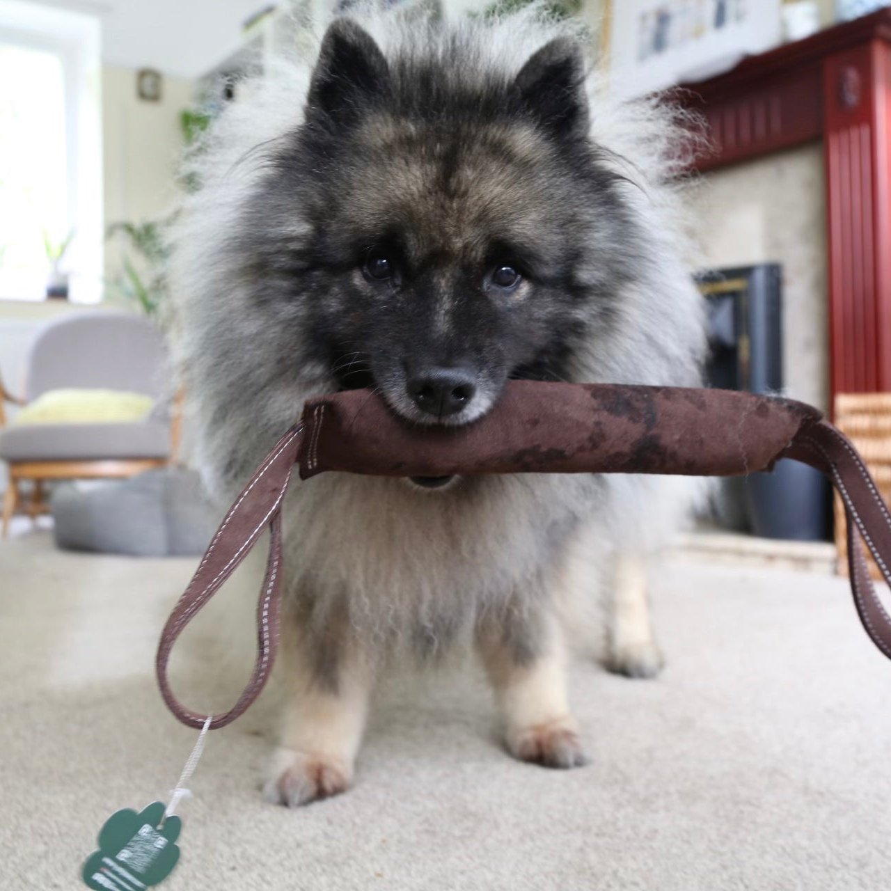 Leather tug of war toy