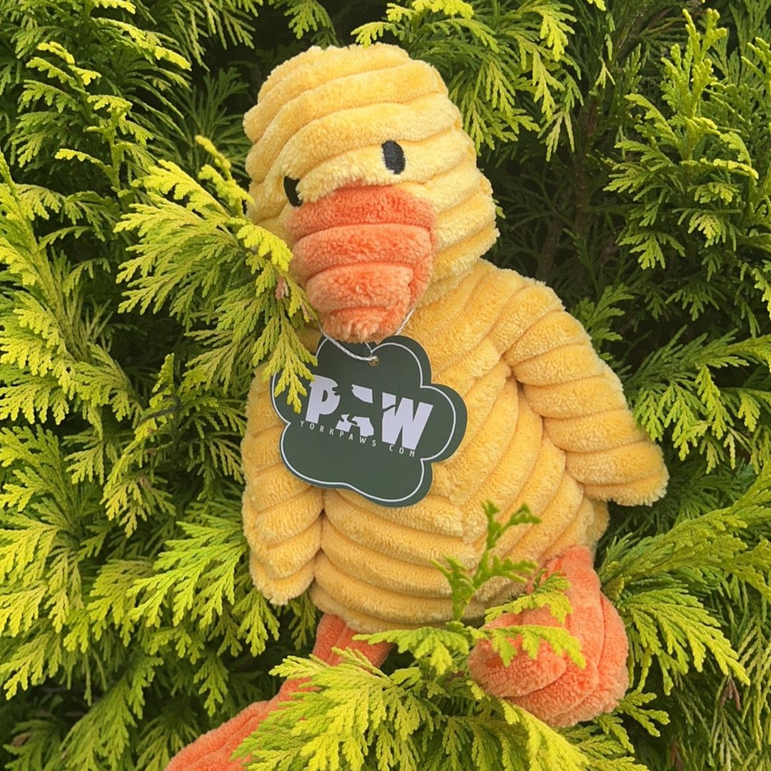 Darren the duck: Splush squeaky dog toy