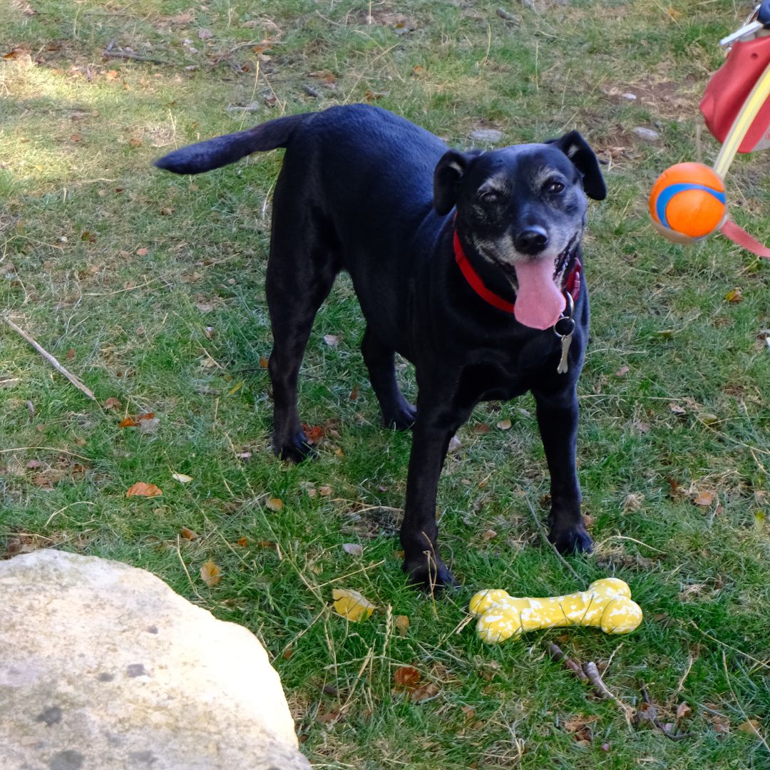 Bio-base Biodegrable dog bone chew toy