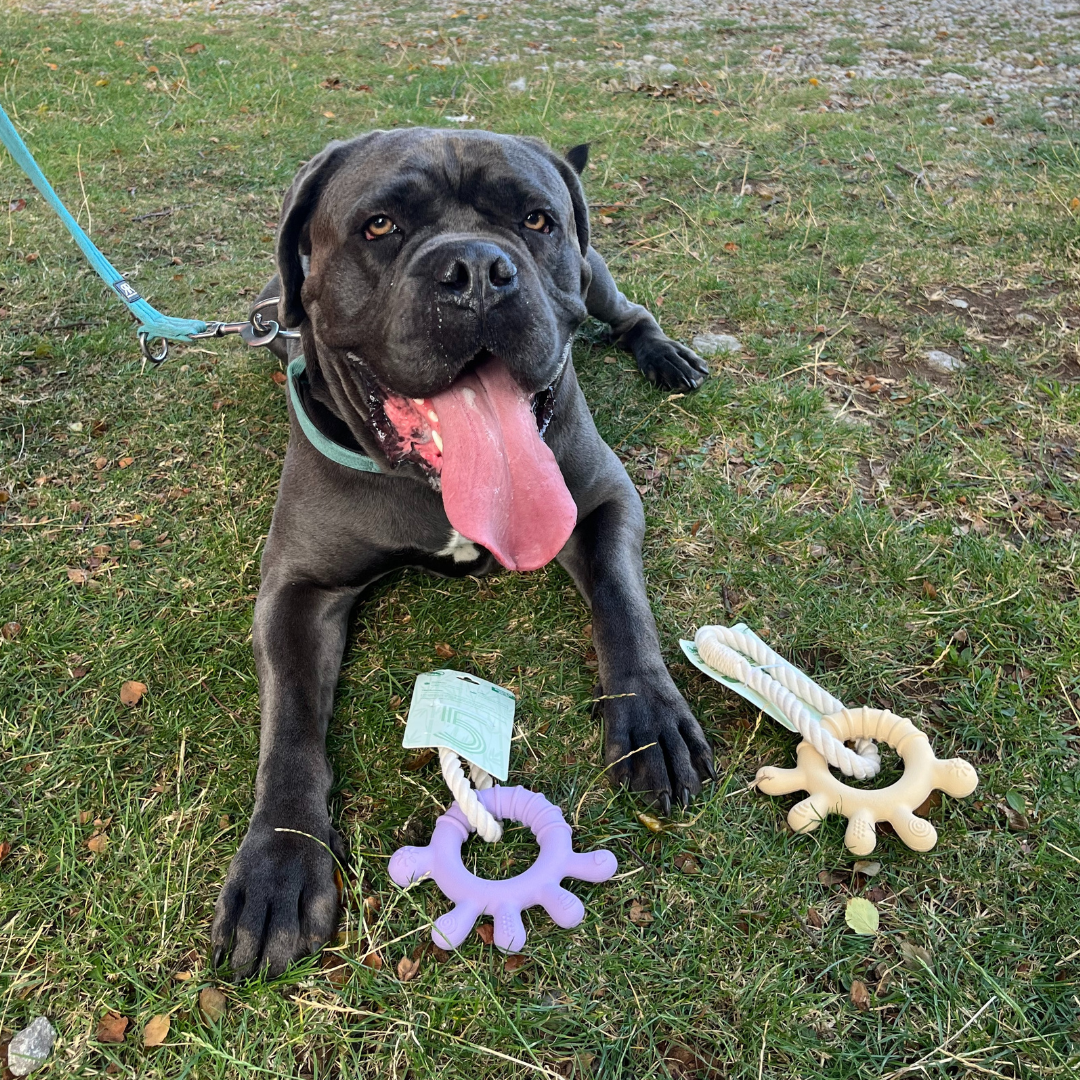 Bio-base Biodegrable dog paw chew toy