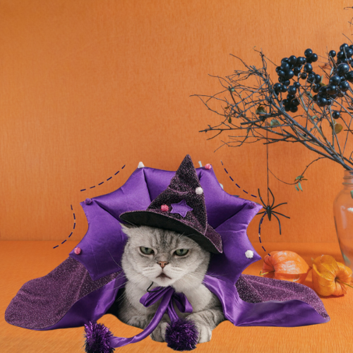 Halloween Pet Costume Witch Cloak with Hat